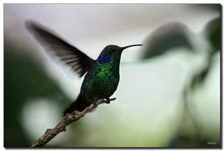 Toi (mon pti colibri)