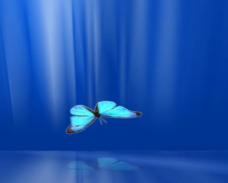 Mon papillon