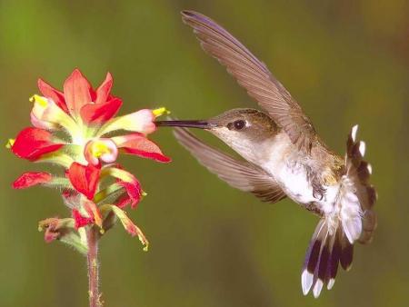 Mon colibri