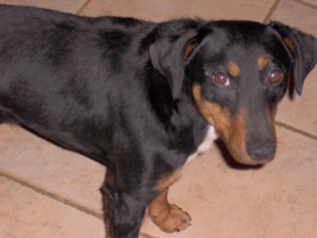 Mon tit chien : Kenzo